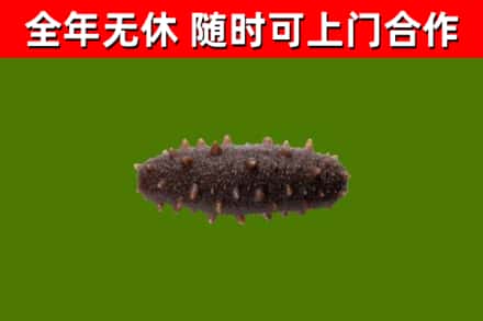 包头烟酒回收干海参.jpg
